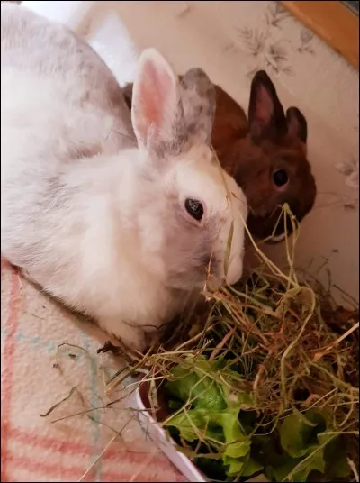 Doit-on changer ses habitudes pour sa verdure ?