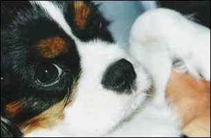 Quelle est cette race de chien?