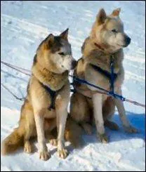 Quelle est cette race de chien?