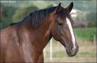 Quelle est la robe de ce cheval ?