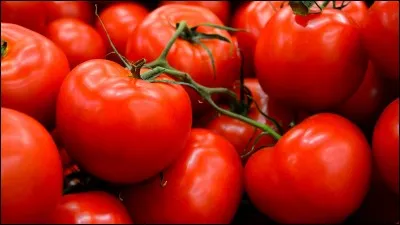 La tomate est :