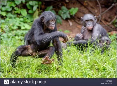 Quel est cet animal ?