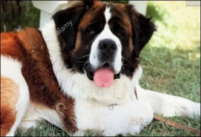 Comment s'appelle le St. Bernard dans "Beethoven" ?