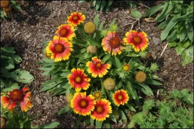 Quel est son nom latin ?