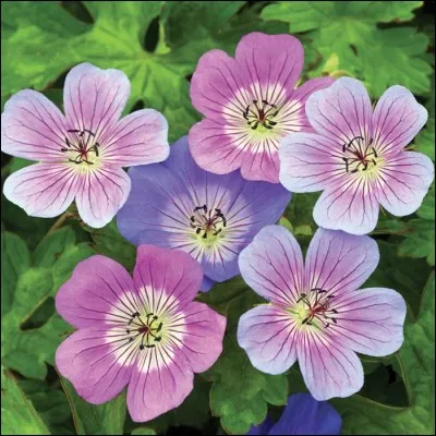 Quel est son nom latin ?