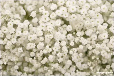 Quel est son nom latin ?