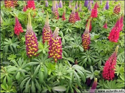 Quel est son nom latin ?