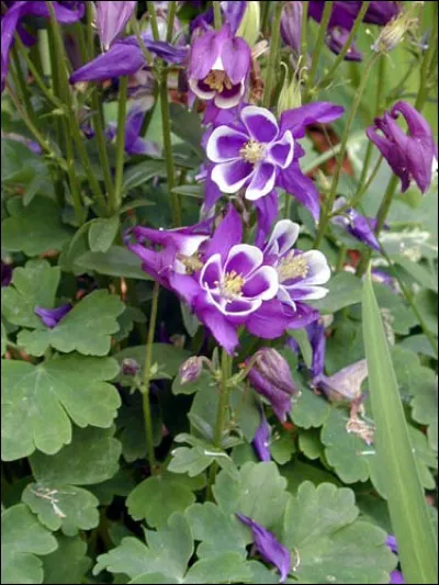 Quel est son nom latin ?