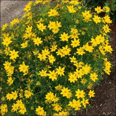 Quel est son nom latin ?