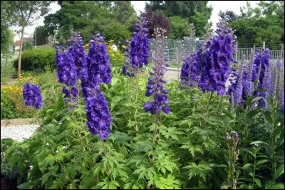 Quel est son nom latin ?