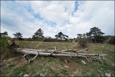 Quand tu vois un arbre mort, que fais-tu ?