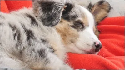 Comment se nomme son chien ?