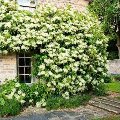 Quel est son nom latin ?