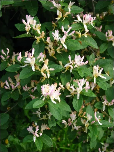 Quel est son nom latin ?