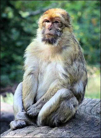 Le seul singe europen vit  Gibraltar et n'a pas de queue. C'est ...