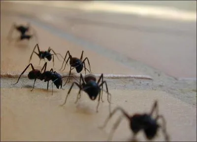 Combien y a-t-il environ de fourmis dans une fourmilire ?