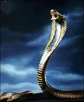 Une de ces affirmations n'est pas exacte. Laquelle ? Le cobra royal ...