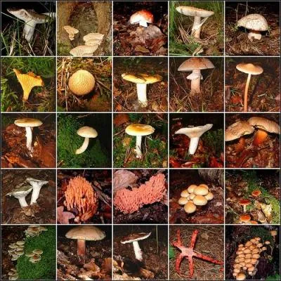 Quel est le nombre d'espces de champignons connues et dcrites ?