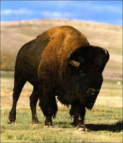 Le bison d'Amrique peut peser jusqu' ...