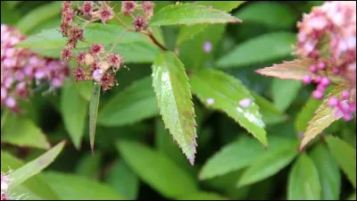 Quel est son nom latin ?