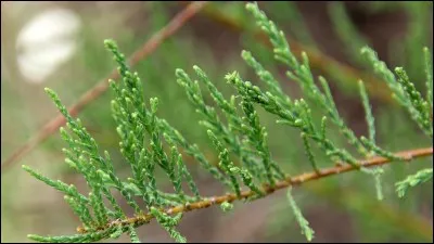 Quel est son nom latin ?