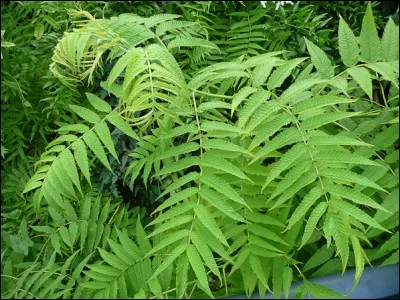 Quel est son nom latin ?