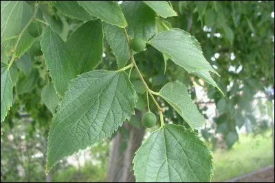 Quel est son nom latin ?