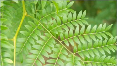 Quel est son nom latin ?