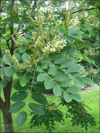 Quel est son nom latin ?