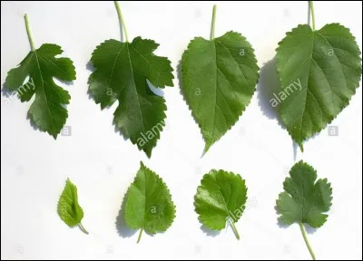 Quel est son nom latin ?