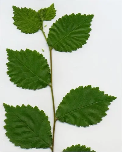 Quel est son nom latin ?