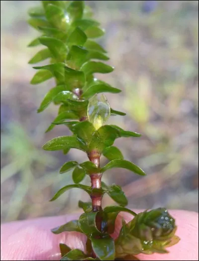 Quel est son nom latin ?