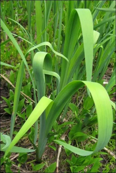 Quel est son nom latin ?