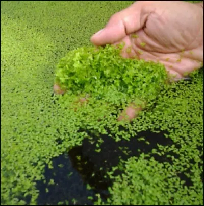 Quel est son nom latin ?