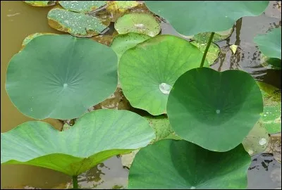 Quel est son nom latin ?