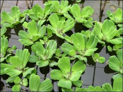 Quel est son nom latin ?