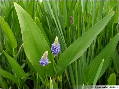 Quel est son nom latin ?
