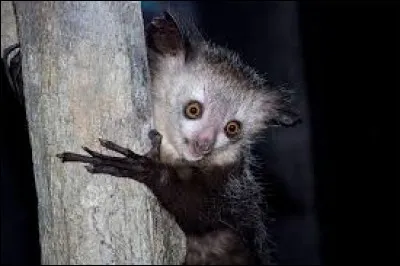 Lequel de ces mots n'est pas une onomatopée ?