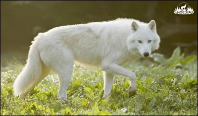 Quel animal vous correspond le mieux ?