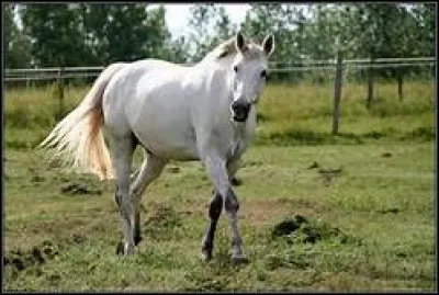 Quelle est cette robe ?