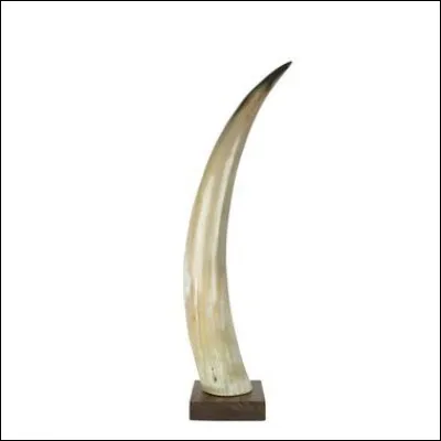 Quels insectes, dans la liste, possède une ou des cornes ?