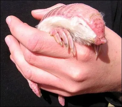 Où vit le tatou fée rose ?