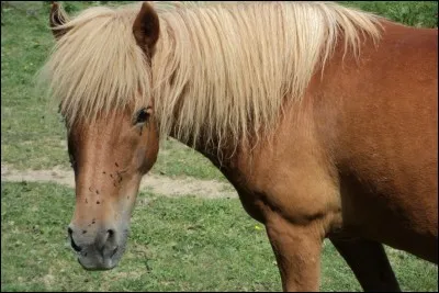 Avant d'être les chouchous des poneys-clubs, les poneys étaient utilisés pour travailler...