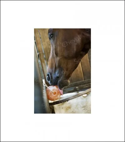 On met parfois une grosse pierre blanche dans le box d'un cheval, comment se nomme cette pierre ?