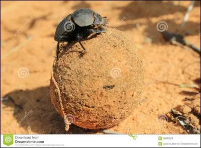 Quel personnage peut se transformer en scarabée ?