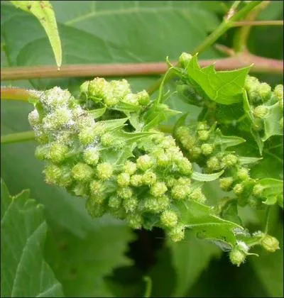 Qu'est-ce que le 'phylloxra', parasite venu d'Amrique qui dtruisit les vignes franaises au XIXe sicle ?