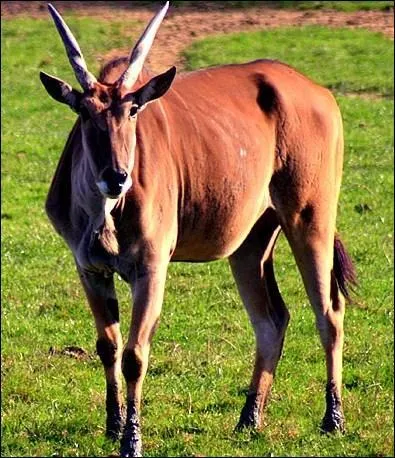 L'lan du Cap est ...