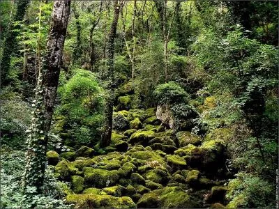 Quelles sont les plantes qui n'ont pas de racines, bien qu'elles aient des tiges et des feuilles ?