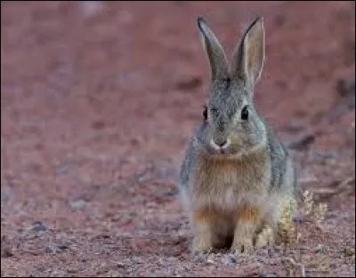 Quel est ton animal préféré ?