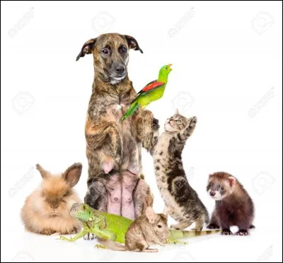 Ton animal préféré :